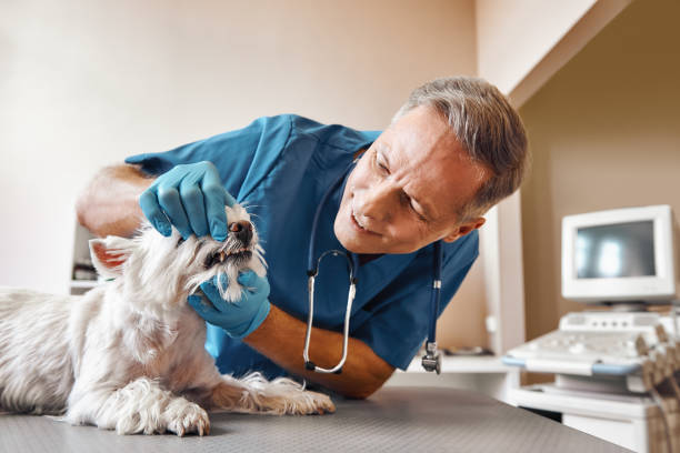 Best Emergency Dental Care for Abscessed Tooth in Clemson University, SC